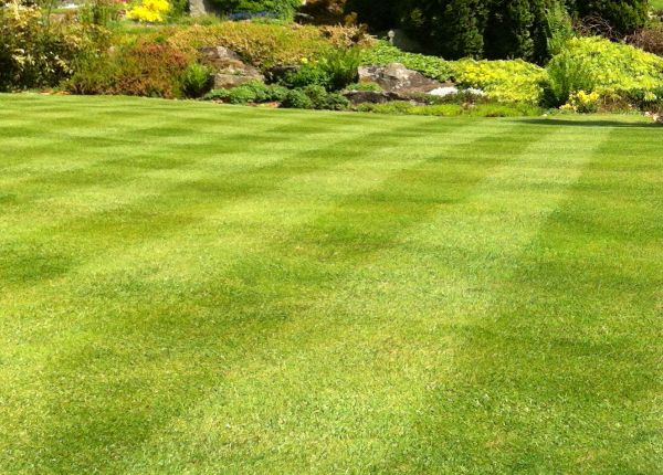 Cost of Commercial Grass Cutting in Kissimmee