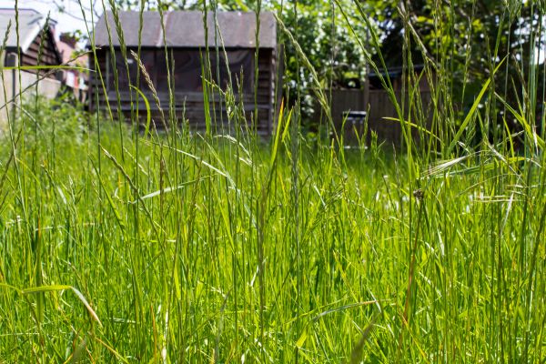 Cost of Overgrown Lawn Trimming in Kissimmee