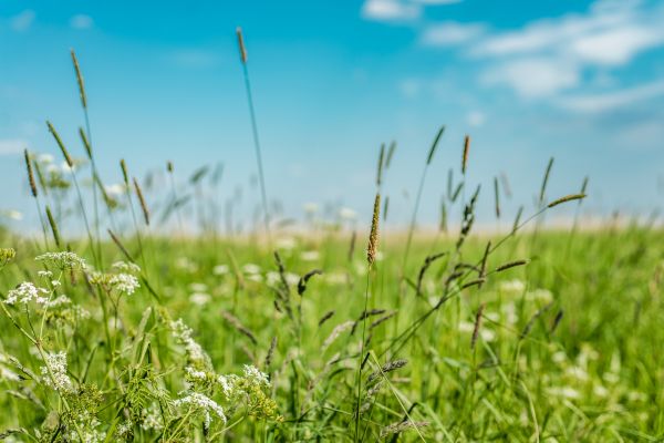 Cost of High Grass Trimming in Kissimmee