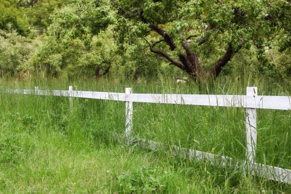Cost of Fence Line Trimming in Kissimmee