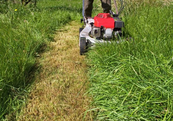 Cost of Leaf Mowing in Kissimmee