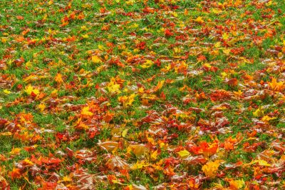 Fall Landscape Care