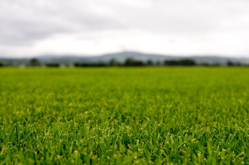 Grass Clippings Mulching